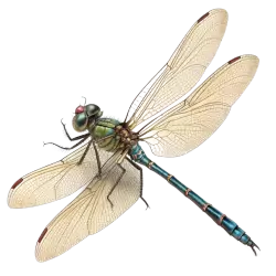 Imagen PNG para descargar